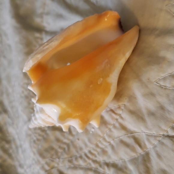Sea shell - Picture 2 of 5